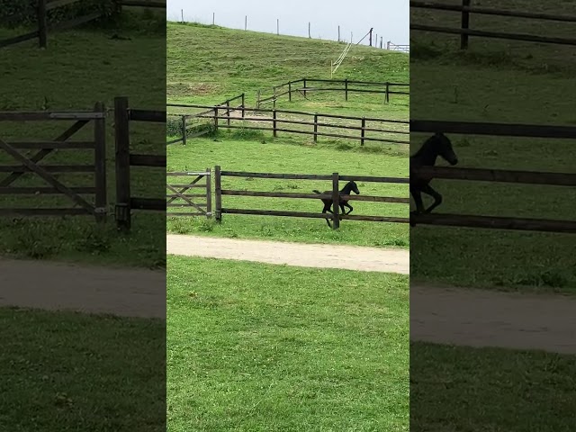 Filly Friesian For sale 2026 Black