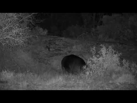 Djuma: Hippo out of the water - 01:50 - 09/15/2022