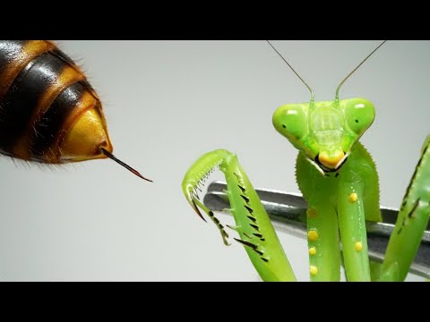 これらの植物はスズメバチを撃退します 自然と動物