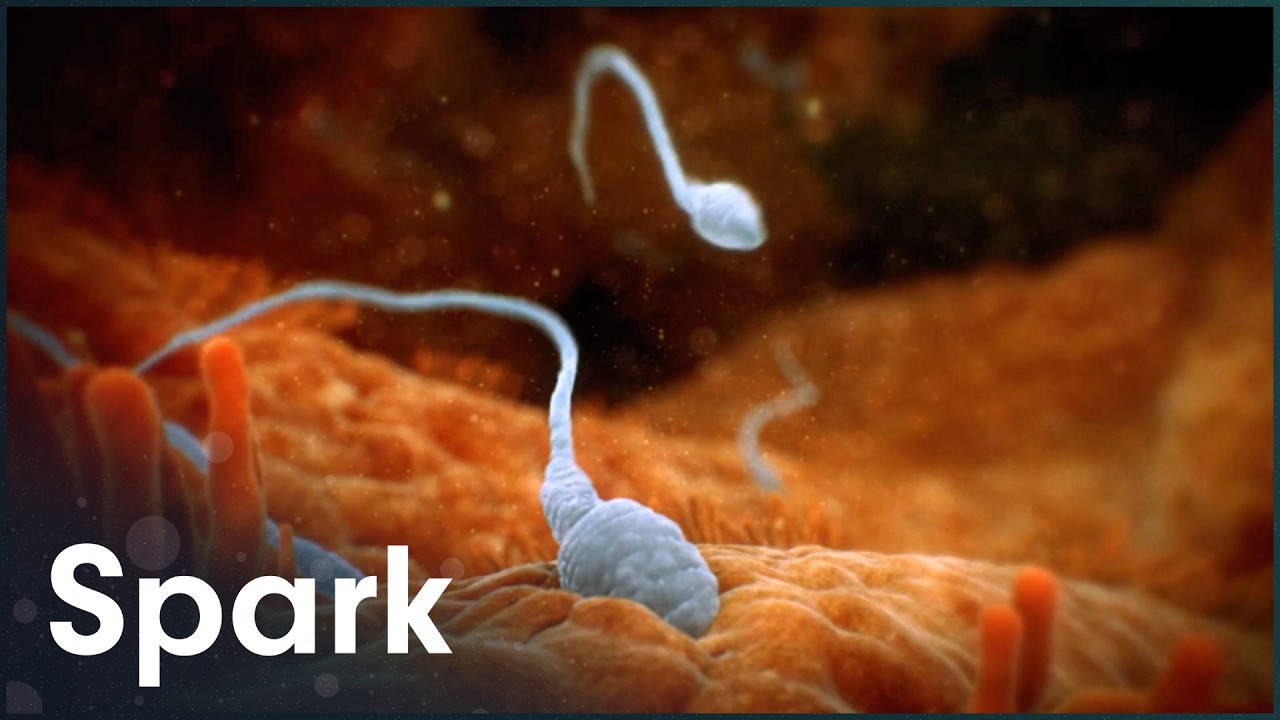 Why 85% of Human Sperm Is Designed to Fail