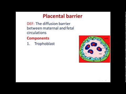 Female reproductive system part 4: placenta, vagina and mammary gland