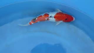 video van Ginrin Sanke 2404032