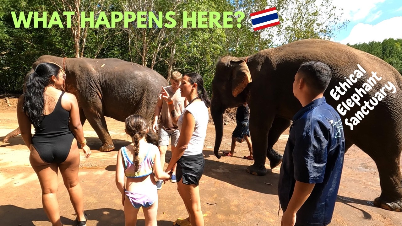 Experience a captivating day amidst the majestic elephants at Krabi Sanctuary.