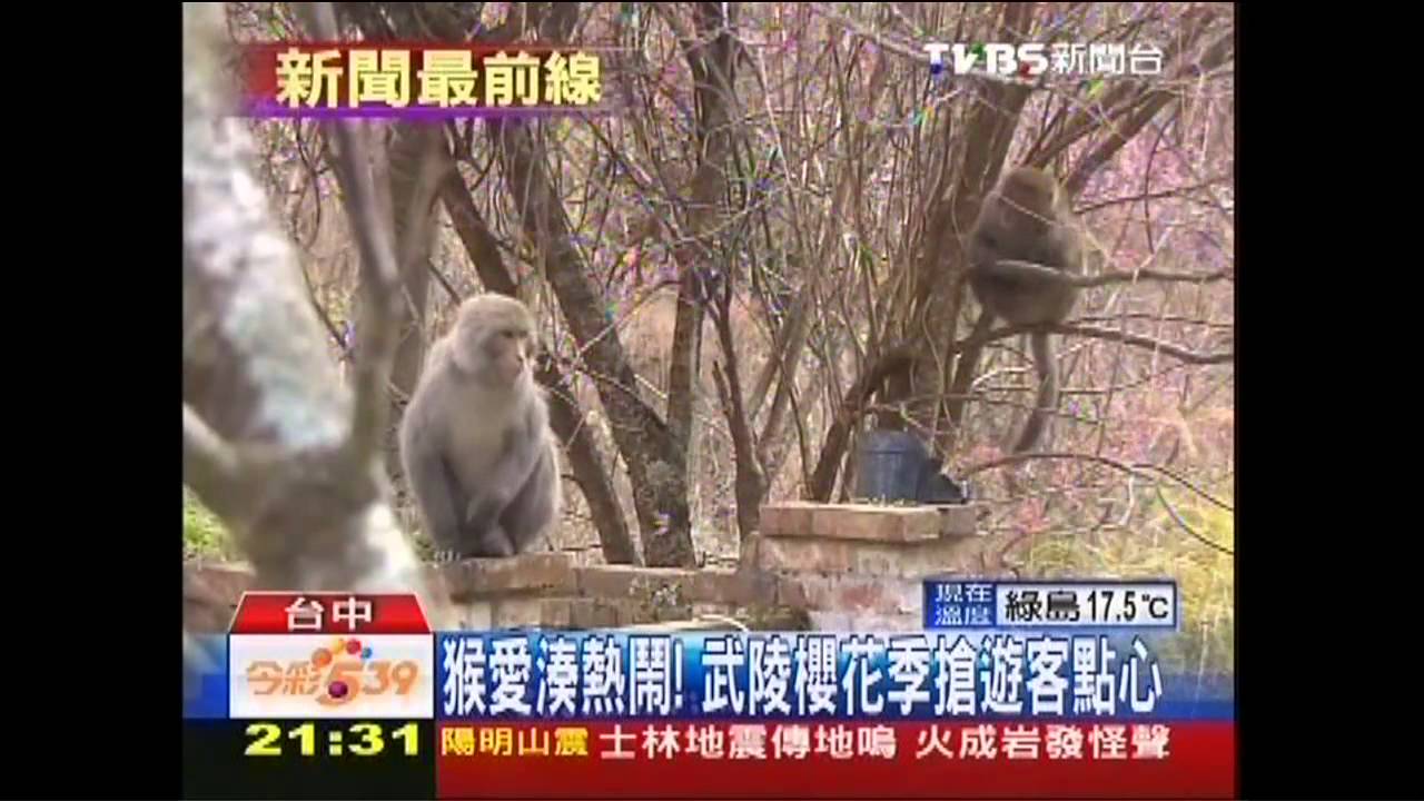 猴愛湊熱鬧！　武陵櫻花季搶遊客點心