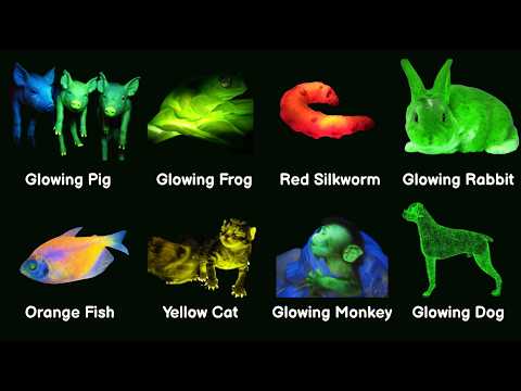 The Glowing Animal Created By Experiment Explained