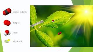 La fotosintesi clorofilliana - animazione