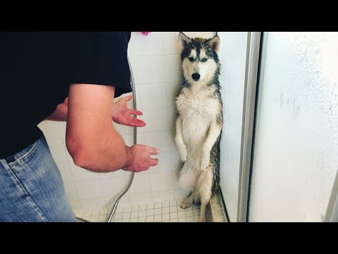 Chiens drôles qui ne veulent pas prendre un bain vidéos drôles d'animaux