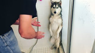 Miniature vidéo