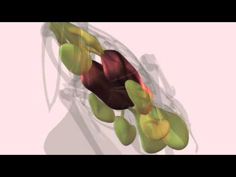 The Avian Respiratory System