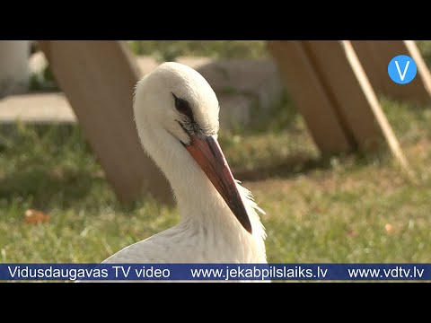 Stārķi Pēterīti pamet ģimene