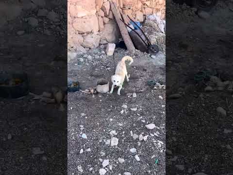 if only this rabid dog had been let loose, it would have devoured me