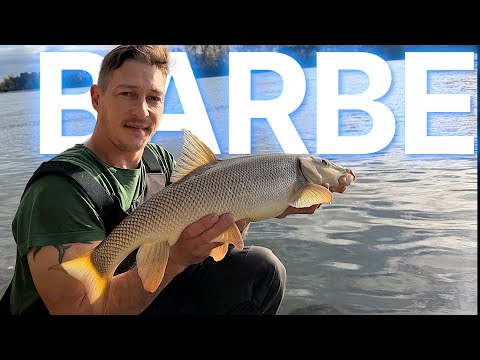 🎣 Short session on the Rhine – successful in only 3 hours!