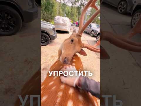 Чешет оленя 😂 #истории #история #новости #новость #shorts