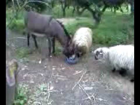 Asino vs Pecora....tafferugli a tavola I