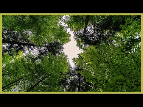 10 Stunden Blätter im Wind beruhigendes rascheln zum Meditieren, Entspannen und Einschlafen