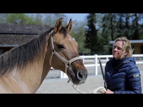 , title : 'Pferd zu dick und kann schlecht laufen – Quarter Horse Stute soll gesundes Freizeitpferd werden'