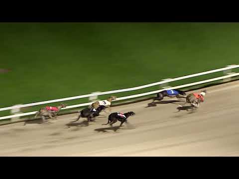 ECC TIMBER PUPPY DERBY - ROUND 2 HEAT 4 - T2 WUHEIDA