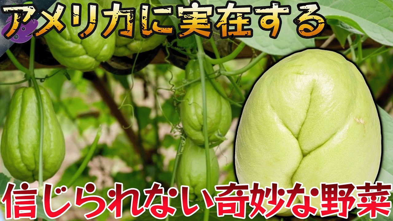 【植物】童貞男性は食べ禁止!?新婚夫婦のためだけに存在する"欲望の塊茎"…アメリカに生えている信じられない奇妙な野菜10選