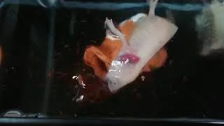 平瀬彪 撮影　ウーパールーパーの水面バイト