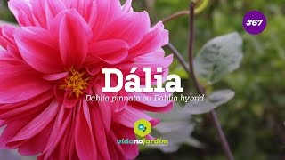 Vídeo sobre o produto