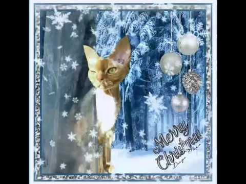 Christmas greetings from my devon rex princess Ninette