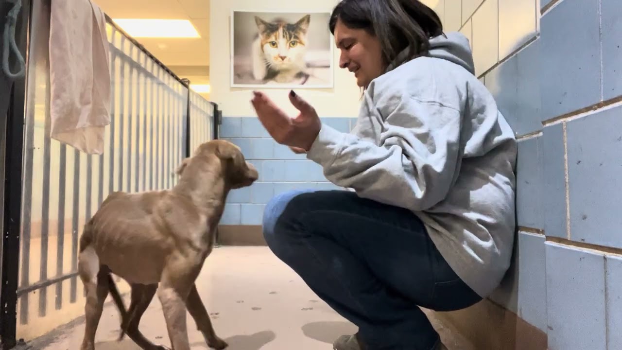 Enlarge Cessily, a ADOPTABLE Pit Bull Terrier in Chicago, IL video 5/5