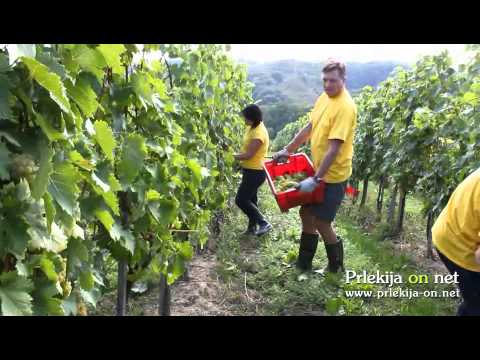 Borut Pahor na trgatvi v Železnih Dverih