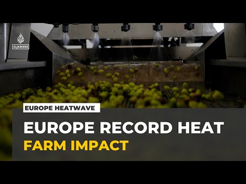 Europe heatwave: How record temperatures have affected farming