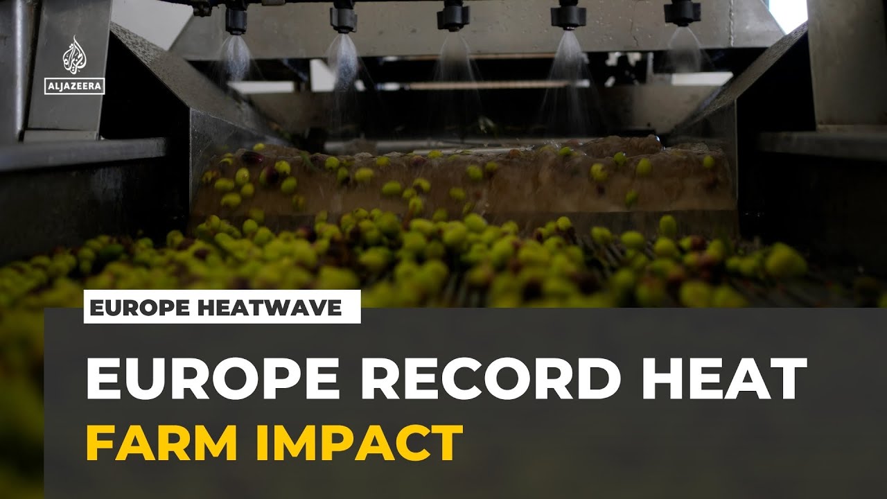 Europe heatwave: How record temperatures have affected farming