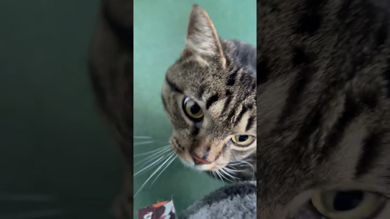 Enlarge Lily, a Adoptable Domestic Short Hair in New Fairfield, CT video 6/6