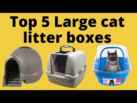 Top 5 Best large Cat litter boxes in the market Reviewed