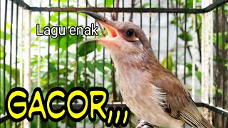 Download lagu Pancingan--Burung Cucak Kombo Gacor Ngeplong Suara Mantap mp3