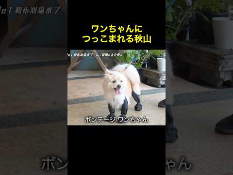 犬にツッコミを受けるロバート秋山 #shorts