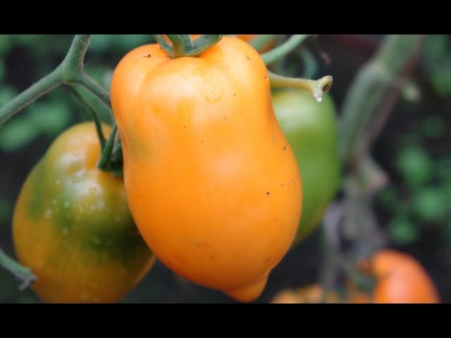 Томат Манго Джанго Фото – Telegraph