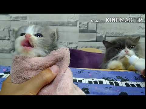 CHEAP ALTERNATIVE MILK FOR KITTEN | Nestogen 1