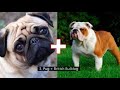 10 Incredible Mixed Breed Dogs - Universal Videos - 3