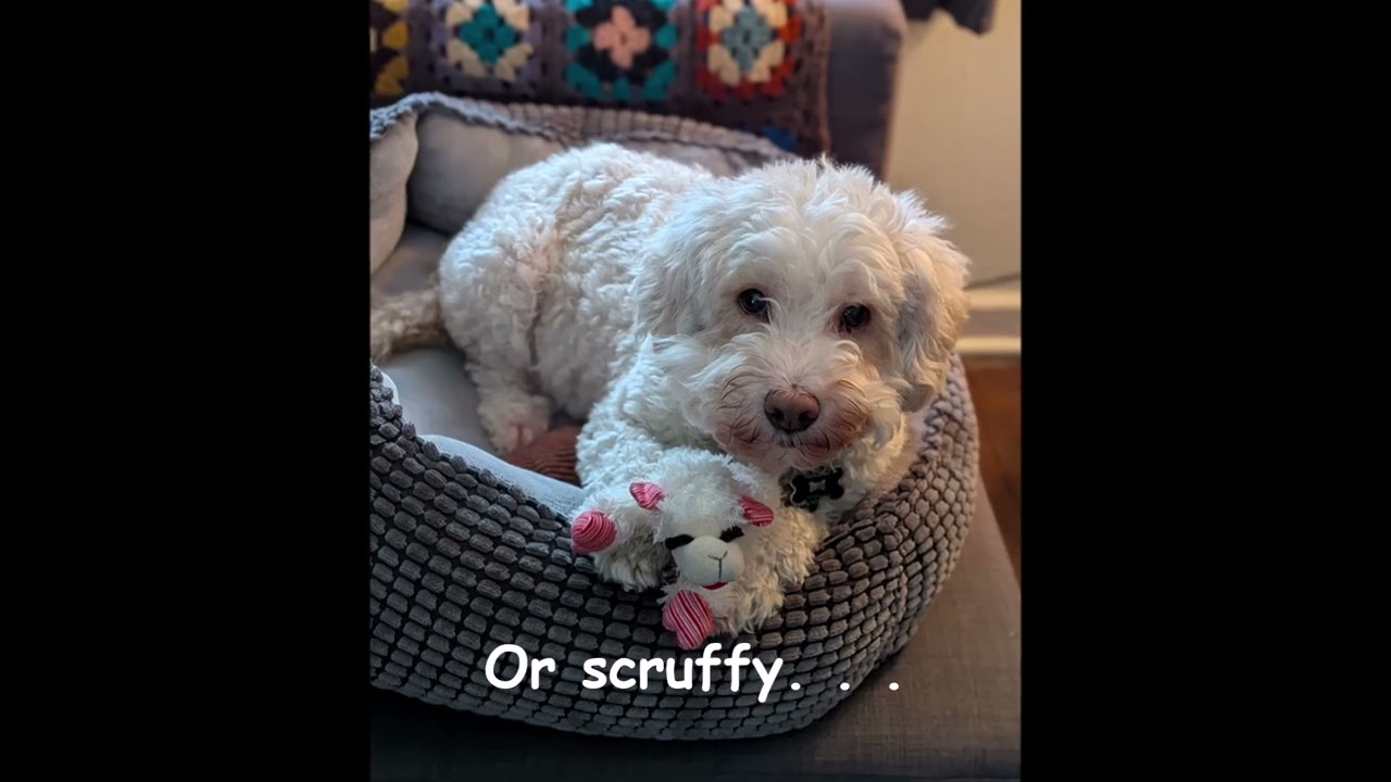 Enlarge CUTENESS OVERLOAD - HENRY HAS IT ALL!        , an adopted mixed breed in New Berlin, WI video 4/5