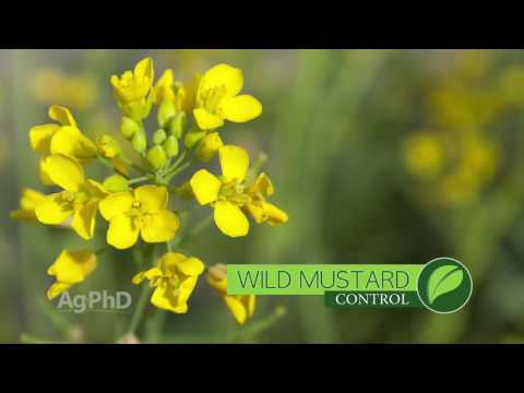 Weed of the Week #971 Wild Mustard (Air Date 11-13-16)