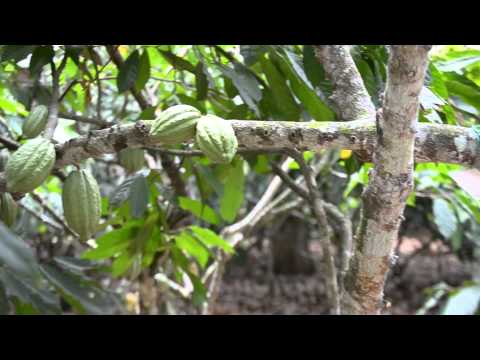 download lagu mp3 mp4 Cacao Forastero, download lagu Cacao Forastero gratis, unduh video klip Cacao Forastero
