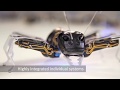 8 Advanced Robots Animal You Need To See