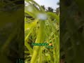 I Love My Nature What App Status In Tamil Farmer Day What App Status Nature What App Status In Tamil