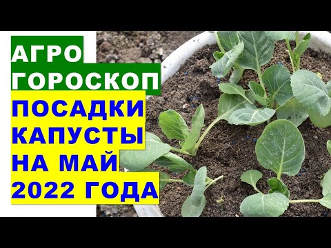 , title : 'Агрогороскоп посадки капусты в мае 2022 года'