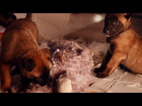 Dieser Moment: Hundewelpen verwüsten das Wohnzimmer – TV NOW