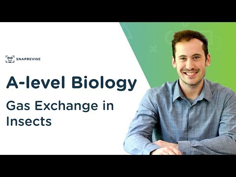 Gas Exchange in Insects | A-level Biology | OCR, AQA, Edexcel