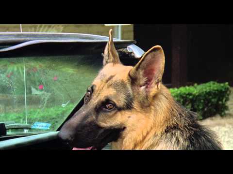 K-9 - Трейлер