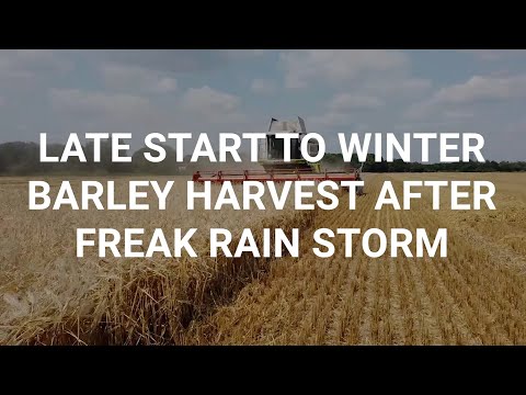 Harvest: Late barley in Berkshire