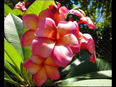 E Na Noqu mai tu, E na Buca Ni Valu....LTC choir, Fiji