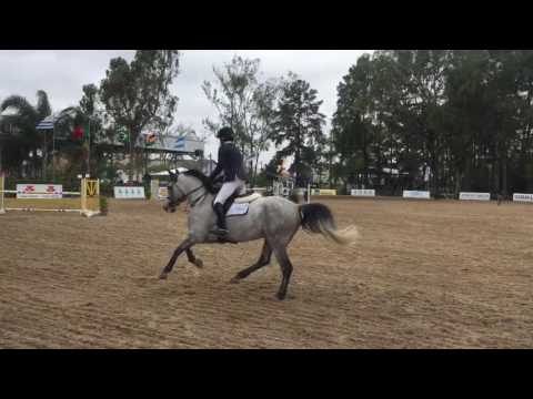 JCR Zinedine(Zirocco Blue x Coriall) | 1,15m | The Best Jump | 28/10/16