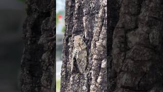 ニイニイゼミの鳴き声(7月上旬に出現する)