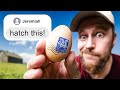 Viewer Sends Us Extremely Rare Hatching Eggs